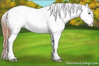 Horse Color:Classic Champagne Near Leopard 