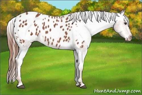 Horse Color:Chestnut Appaloosa 
