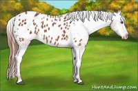 Horse Color:Chestnut Appaloosa 