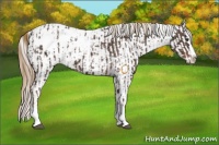 Horse Color:Liver Chestnut Sabino Splash Appaloosa  and Liver Chestnut Splash Tobiano Appaloosa 