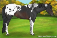 Horse Color:Brown Tobiano Appaloosa 