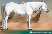 Horse Color:Gray Brown Sabino Splash Near Leopard  and Gray Brown Sabino Splash Near Leopard 