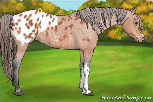 Horse Color:Bay Appaloosa 