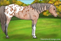 Horse Color:Bay Appaloosa 
