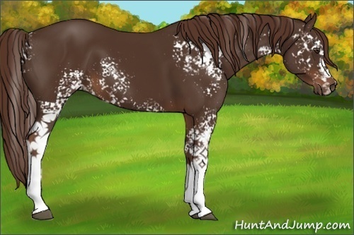 Horse Color:White Spotted Liver Chestnut 
