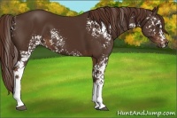 Horse Color:White Spotted Liver Chestnut