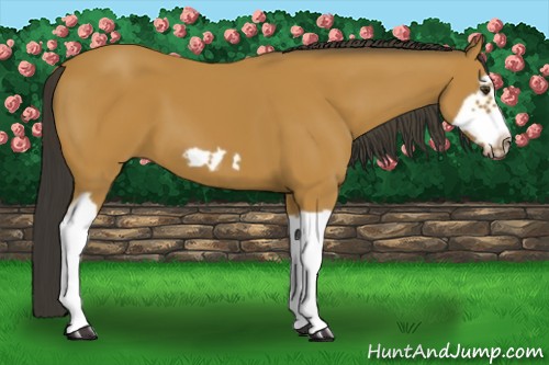 Horse Color:Bay Splash Frame 