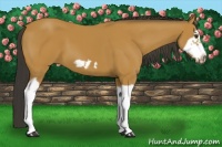 Horse Color:Bay Splash Frame 