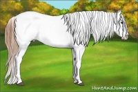 Horse Color:Chestnut Appaloosa