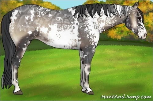 Horse Color:White Spotted Blue Onyx Ice 
