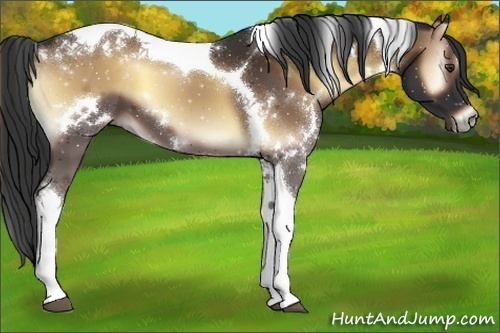 Horse Color:White Spotted Liver Red Onyx Tobiano