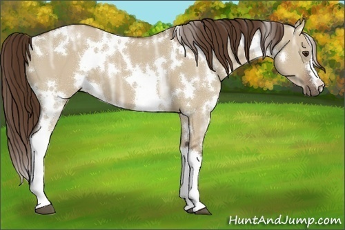 Horse Color:White Spotted Liver Red Dun Ice 
