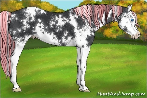 Horse Color:Painted White Spotted Black Splash 