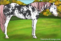 Horse Color:Painted White Spotted Black Splash