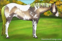 Horse Color:Painted White Spotted Liver Red Onyx Tobiano Appaloosa