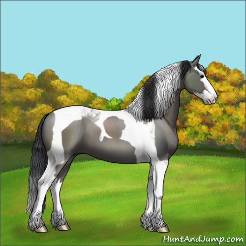 Horse Color:Grullo Sabino Splash Tobiano 