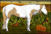 Horse Color:Red Dun Splash Tobiano 