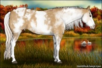 Horse Color:White Spotted Silver Bay Dun Appaloosa Rabicano 