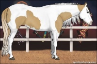 Horse Color:Red Dun Splash Tobiano 