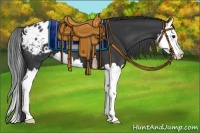 Horse Color:Black Splash Appaloosa 