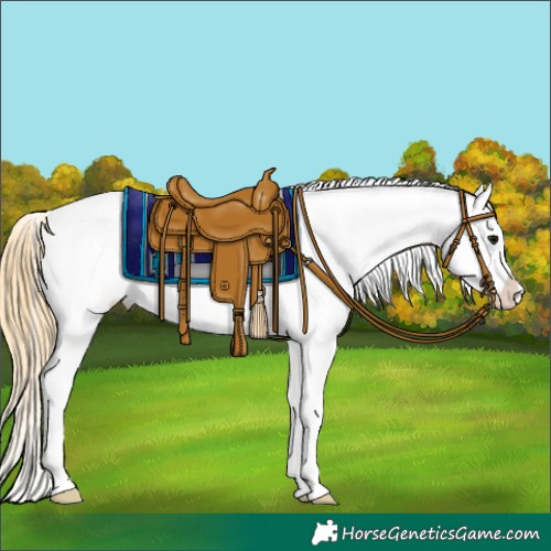 Horse Color:Chocolate Smoky Black Appaloosa 