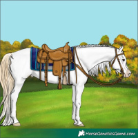Horse Color:Chocolate Smoky Black Appaloosa 