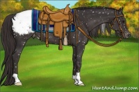 Horse Color:Smoky Black Appaloosa 