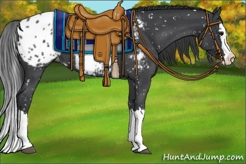 Horse Color:Blue Roan Splash Appaloosa 
