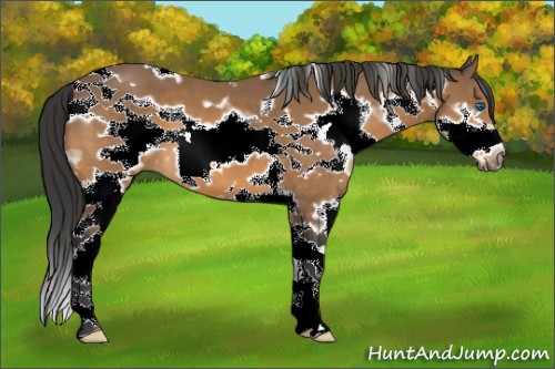 Horse Color:White Spotted Bay Splash Frame 