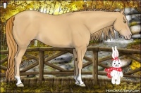 Horse Color:Gold Champagne 