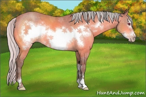 Horse Color:Silver Sable Champagne Chinchilla Sabino Frame 