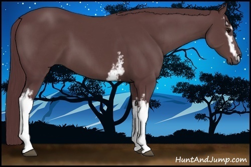 Horse Color:White Spotted Chocolate Black