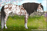 Horse Color:Gray Bay Sabino Splash Near Leopard  and Gray Bay Sabino Splash Near Leopard 