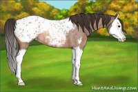 Horse Color:Bay Roan Sabino Splash Appaloosa Rabicano 