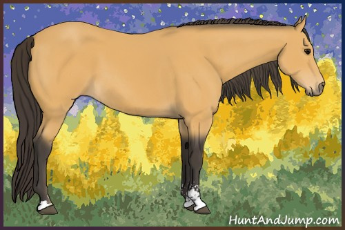Horse Color:Buckskin Sabino 