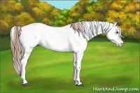 Horse Color:Liver Chestnut Sabino Splash Appaloosa  and Liver Chestnut Sabino Splash Frame Appaloosa 