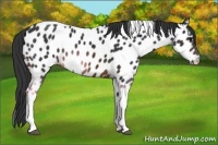 Horse Color:Brown Tobiano Appaloosa 