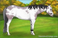 Horse Color:Grullo Roan Splash Frame 