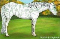 Horse Color:Palomino Pearl Appaloosa 