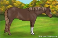 Horse Color:Liver Chestnut 