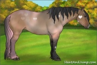 Horse Color:Brown Dun 