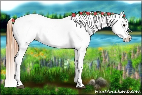 Horse Color:Chestnut Appaloosa