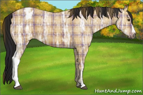 Horse Color:Gray Plaid Buckskin Ice Appaloosa