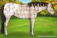 Horse Color:Gray Plaid Bay Ice Dun Appaloosa