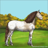 Horse Color:Classic Champagne Dun Sabino Appaloosa 
