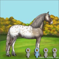 Horse Color:Silver Grullo Onyx Appaloosa