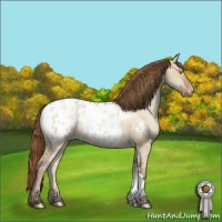 Horse Color:Brown Pearl Dun Appaloosa Rabicano