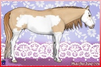 Horse Color:Red Dun Splash Frame Rabicano