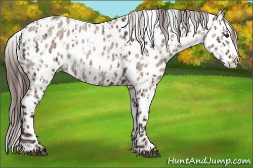 Horse Color:Liver Red Roan Sabino Splash Appaloosa  and Liver Red Dun Roan Sabino Splash Appaloosa 
