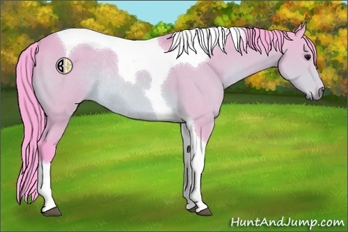 Horse Color:Watercolor Bay Tobiano Rabicano